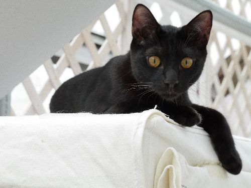 東京キャットガーディアンで