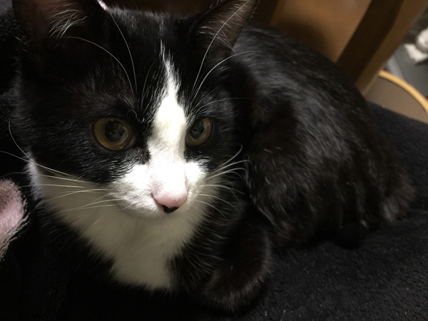 綺麗なはハチ割れ模様でしょ