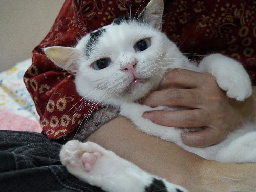 「私があの男にシャーッて怒ったげる」