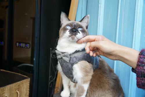 保護猫スイくん。お客さまになでられて、ごきげん!