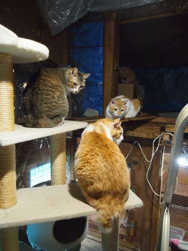 猫舎と猫舎の間の、広めの空間に放し飼いになっている猫たち。ここにいる猫たちは、猫舎内の猫たちより健康状態が良さそうに見える=北九州市