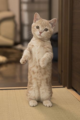 ミルくんの写真集「こんにちは、ミルくん(仮) 」 (廣済堂出版)が来月発売予定・(五十嵐 健太 、みなみありさ)