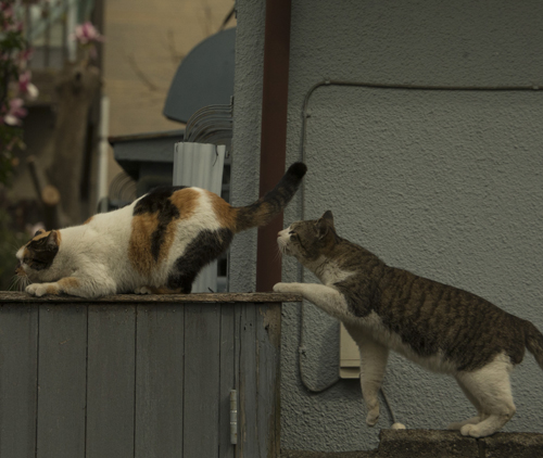 辰巳出版「好きな男を手に入れたければ、ネコ系女子になりなさい。」/撮影・沖昌之