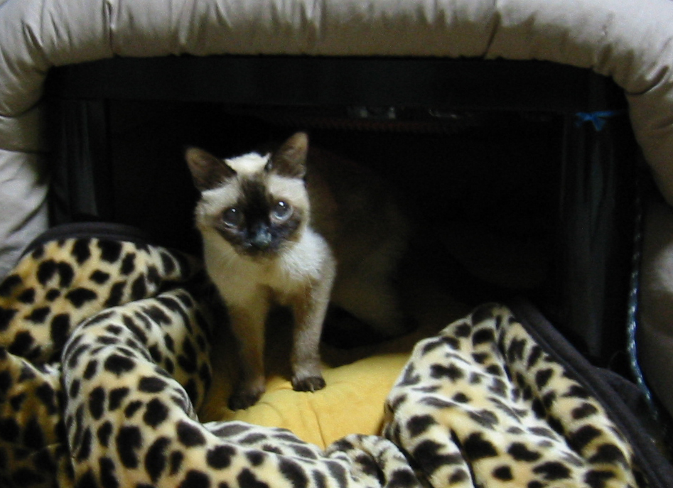 高齢期でもあどけない表情をみせたシャンプー