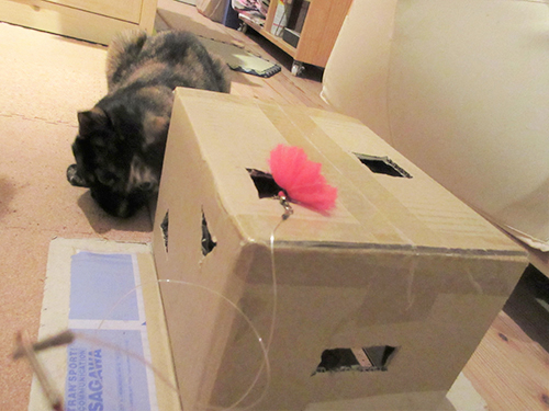 段ボールに隠れて狙うのが好き