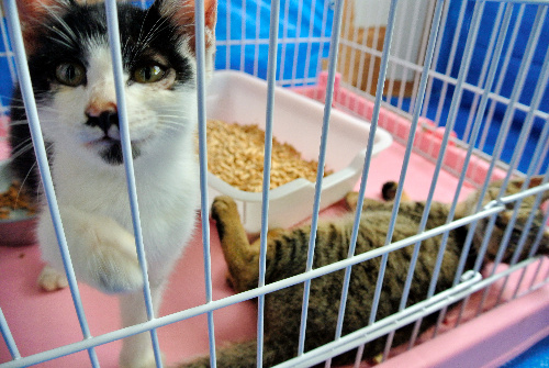 熊本県動物管理センターに収容され、新たな飼い主を待つ子猫たち。数匹は譲渡会で行き先が決まった=3日、熊本市東区