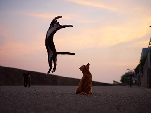 「のら猫拳キッズ」から(撮影:久方広之)