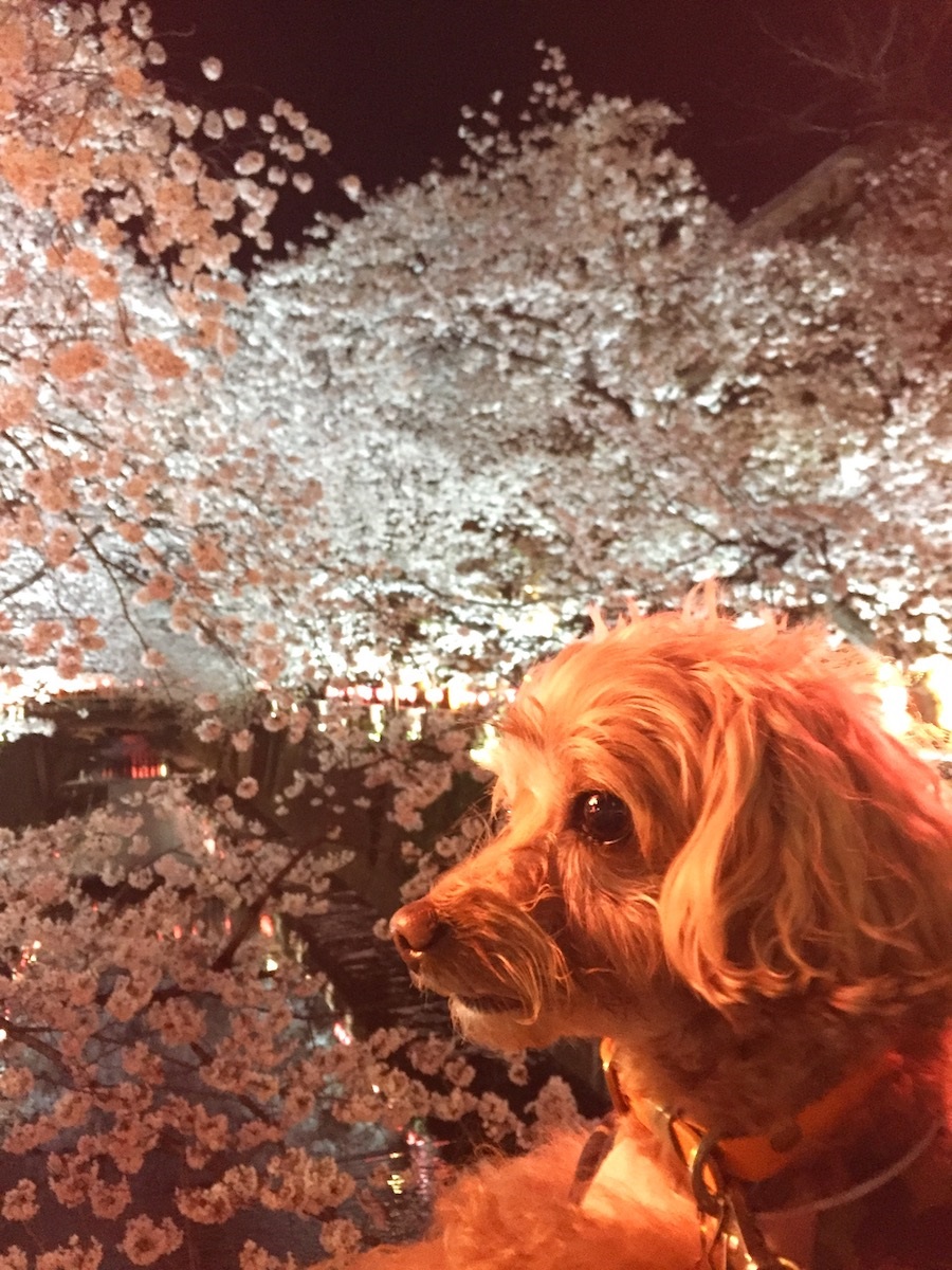 ライトアップされて幻想的な目黒川の桜。ぷりたんもちょっぴりおすましモード?