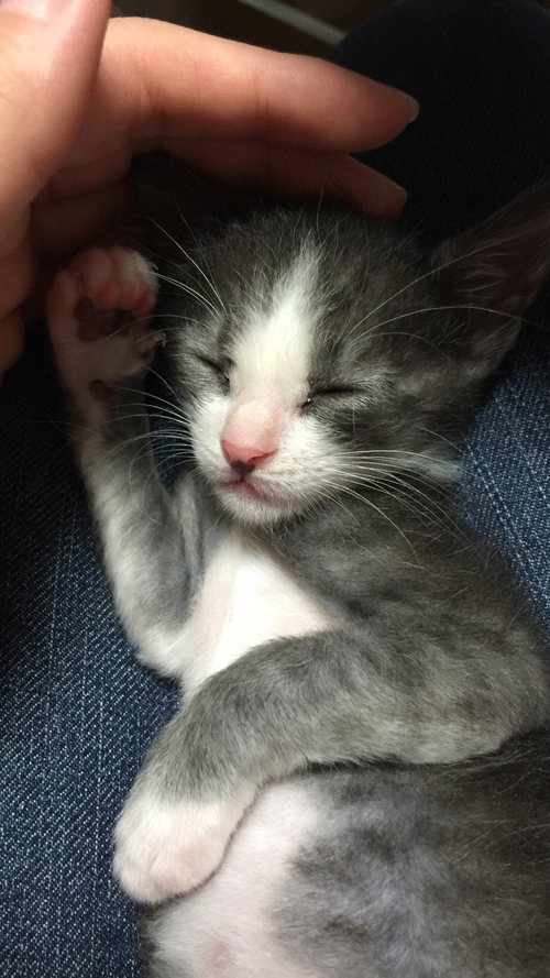 幼い頃の毛の色はグレーと白だった