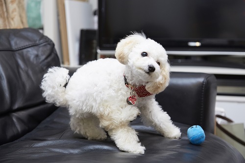 お気に入りのボール