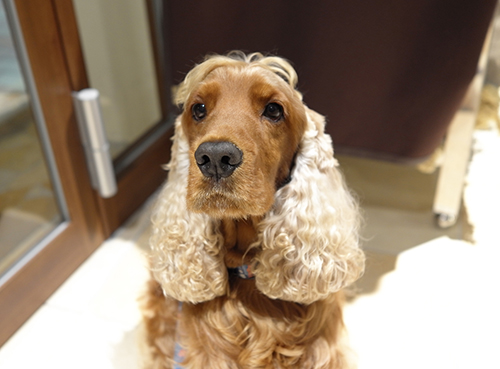 ドッグカフェでのコーダ