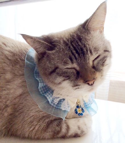 ラムネ(おもてなし猫)