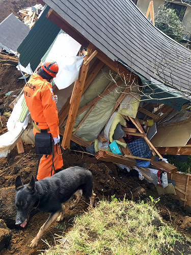 倒壊建物の中に人がいないか捜索する救助犬=17日、熊本県南阿蘇村、和歌山災害救助犬協会提供