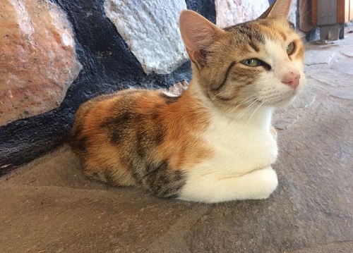 牧羊地の近くで会った猫さんその2。「むふふ~ん♪」って顔してる…!(シロス島)
