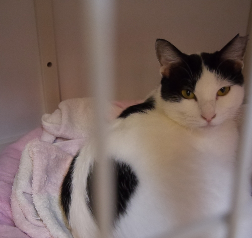 事故に遭って保護された「じゅじゅ」少しこわがりケージにいます