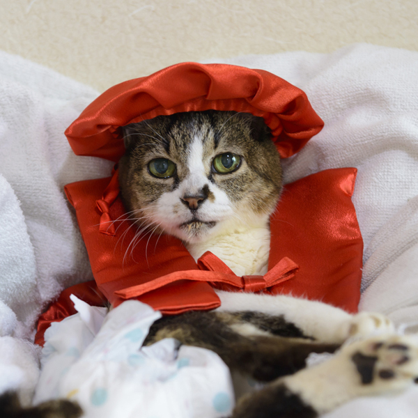 日貿出版社提供