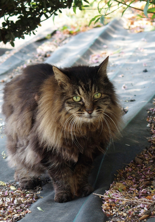 日貿出版社提供