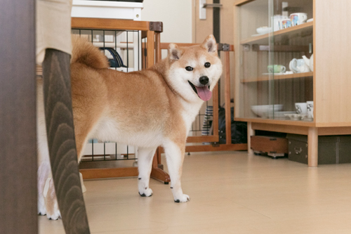 テーブル下で、水分を補給して「プハ〜」。カメラ目線でシュッとした立ち姿を披露