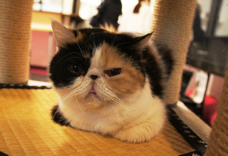 「きゃりこ新宿店」の猫