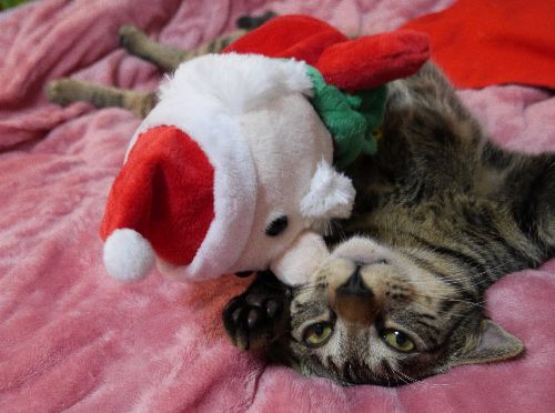 待ちきれないーーっ