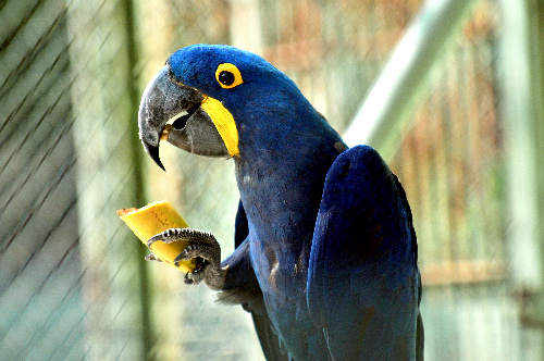 スミレコンゴウインコ=東山動植物園提供