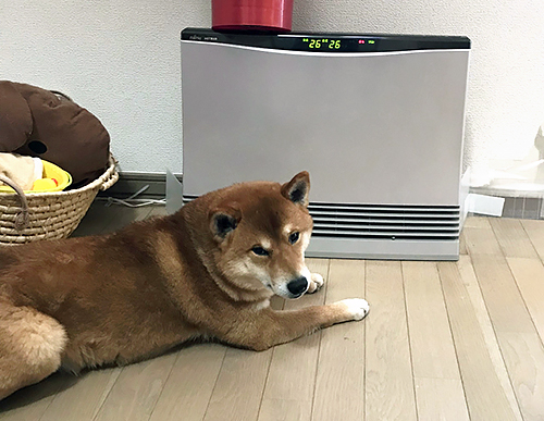 ストーブ前を占領するそら