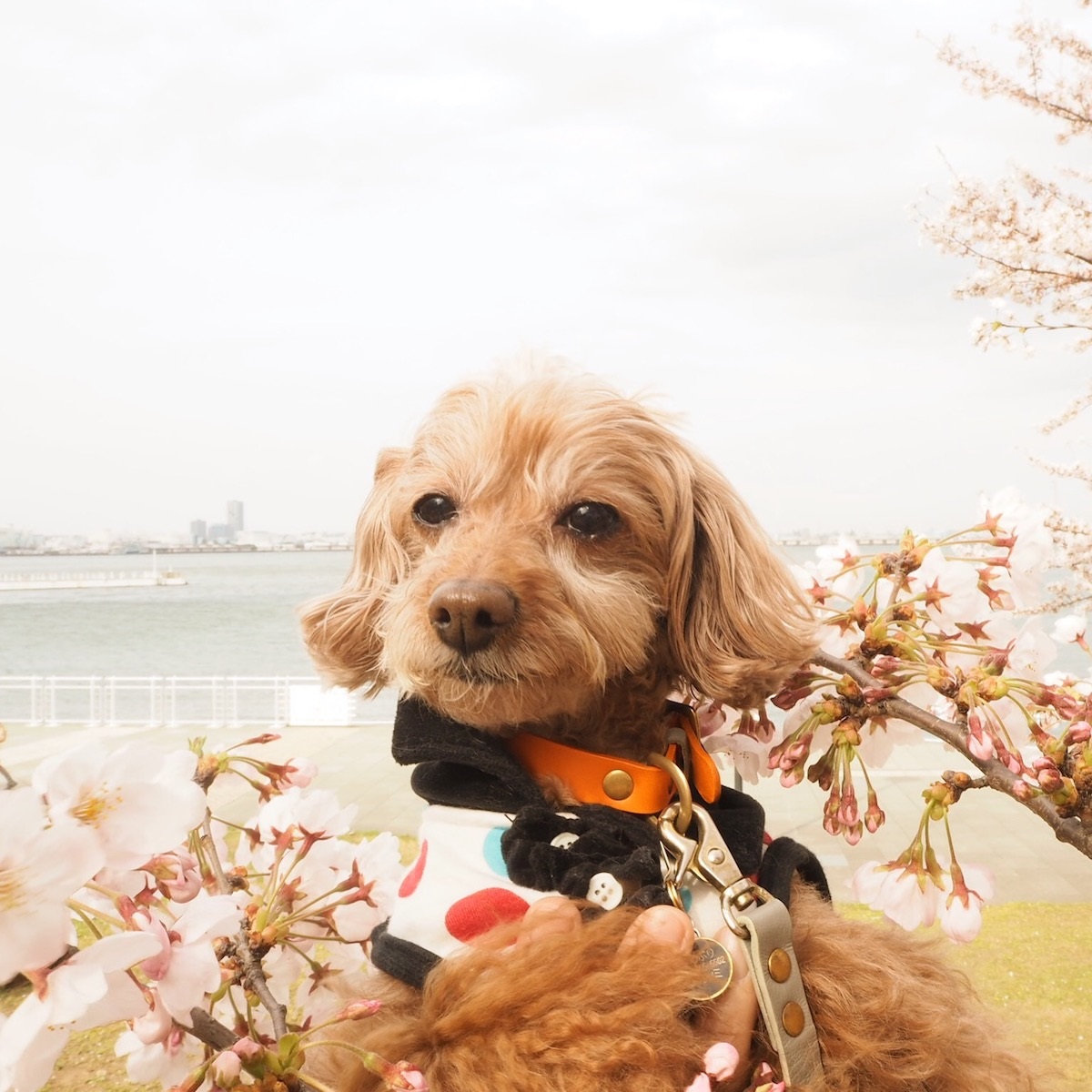 ぷりぷりと桜と海と。少しだけカメラの方を向いてくれた奇跡の1枚⁉