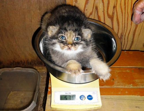 埼玉県こども動物自然公園提供