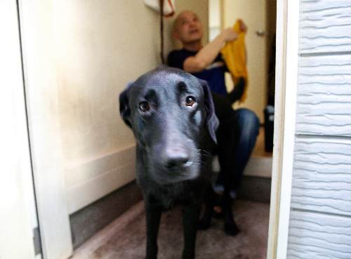 出勤前に金子聡さんにブラッシングなどの手入れを受けた盲導犬のエクルス=8月23日、東京都豊島区