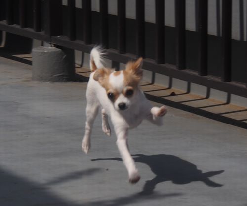 バルコニーで遊ぶ、すみれ
