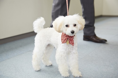 モーレツY部長の愛犬・ラムちゃん