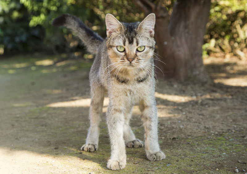 さばとらさん役:ベーコン (C)2017 Hit-Point/『映画ねこあつめ』製作委員会
