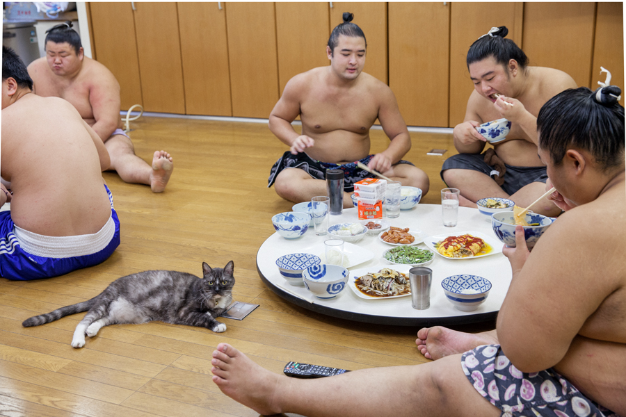 「荒汐部屋のすもうねこ モルとムギと12人の力士たち」(平凡社)より