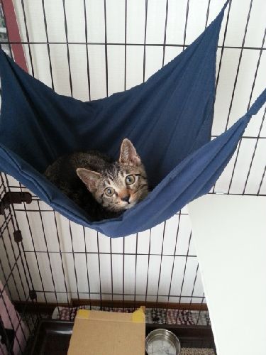 ハンモックが気にいった