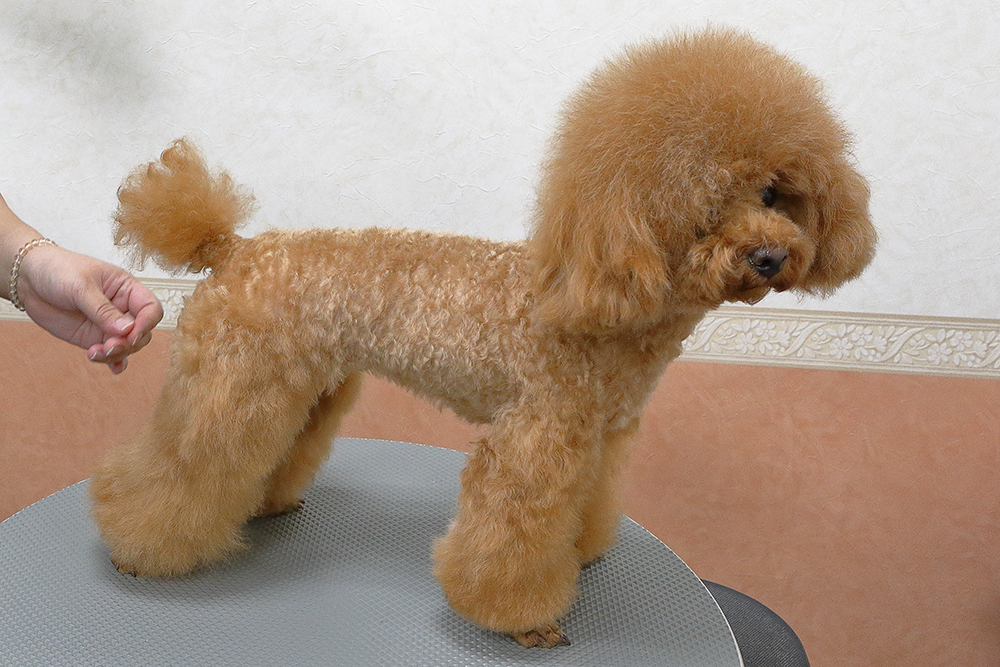 すっかりきれいになったワンちゃん