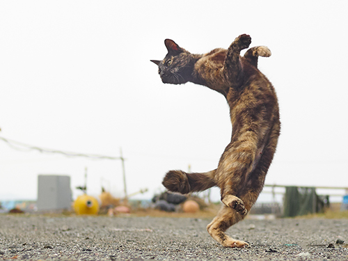 「のら猫拳キッズ」から(撮影:久方広之)