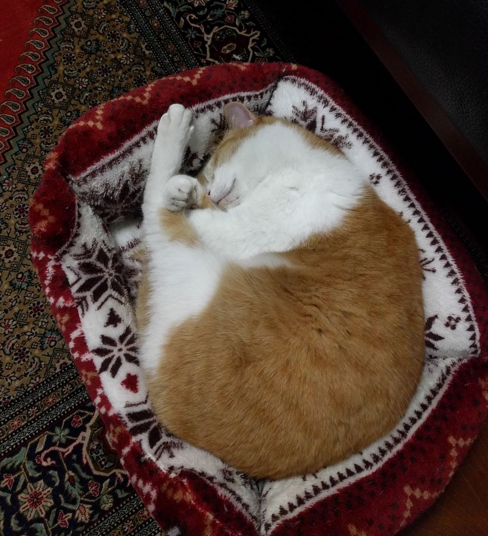 室内の居間の猫用ベッドで眠るおちび