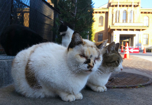 山梨県庁西門付近でくつろぐ野良猫。後ろは県議会議事堂=いずれも1月12日、山梨県甲府市