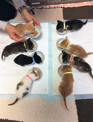 めいめいの皿からえさを食べる子猫