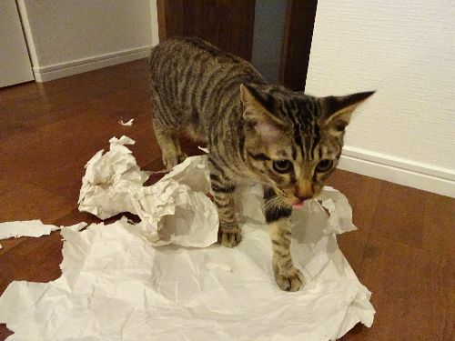 銀の日々はいたずら、いたずら「ああ忙しいな」