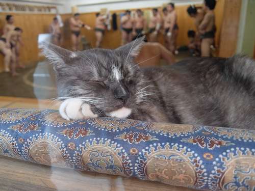 稽古を見渡せる棚の上にある座布団がモルの定位置。14年=おかみさん提供