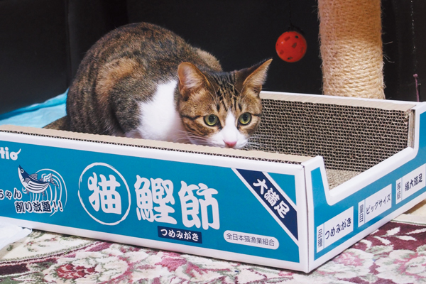 同じ爪とぎ箱に入っている宙くん