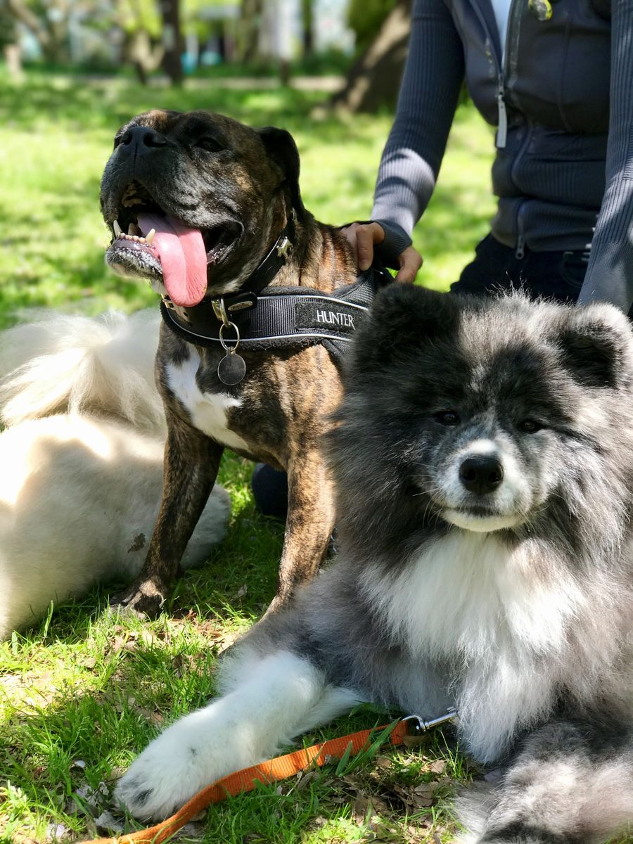 第2回に登場したダダと