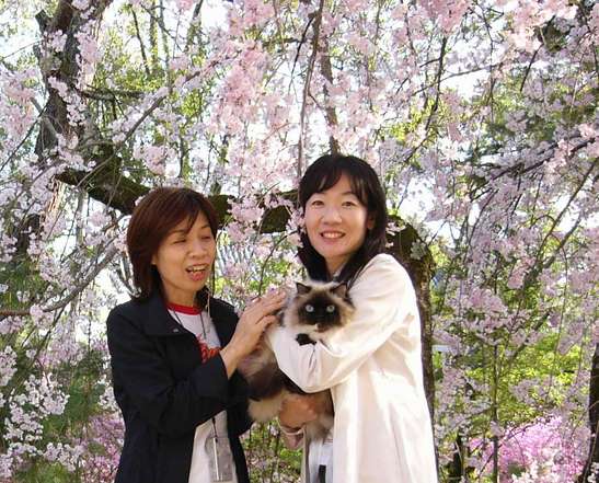 11年前。京都・仁和寺の桜と=京都市