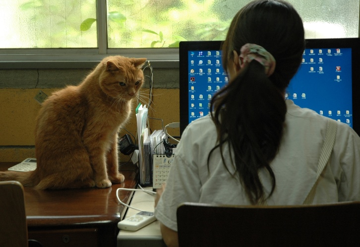 事務所で作業中。隣にいるのは18歳のチョコくん