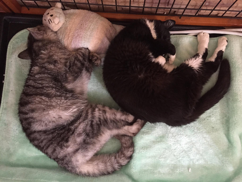 20歳を過ぎて仲良くなったてつとトラ