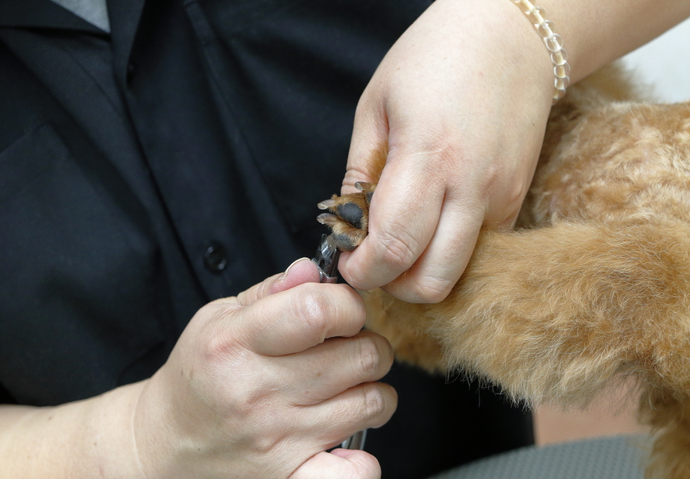 爪には血管や神経が通っているので、爪切りはプロに任せるのが安心