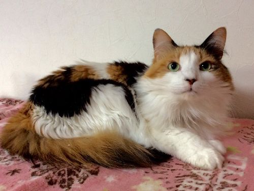 三つ葉(おもてなし猫)