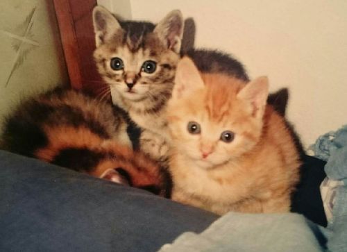 兄弟と共にカラスにつつかれていたドラミ(中央)を、絵里子さんの友人が保護した(1994年)