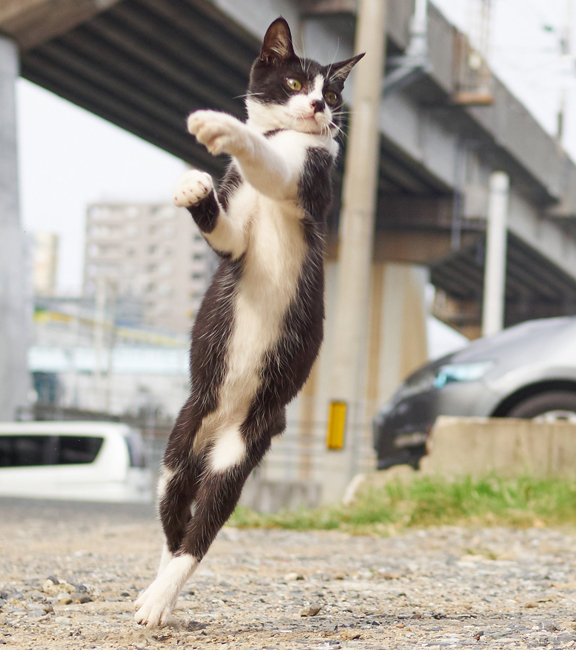 極めてるのにほのぼのしてしまうハチワレ拳 (c) Accent